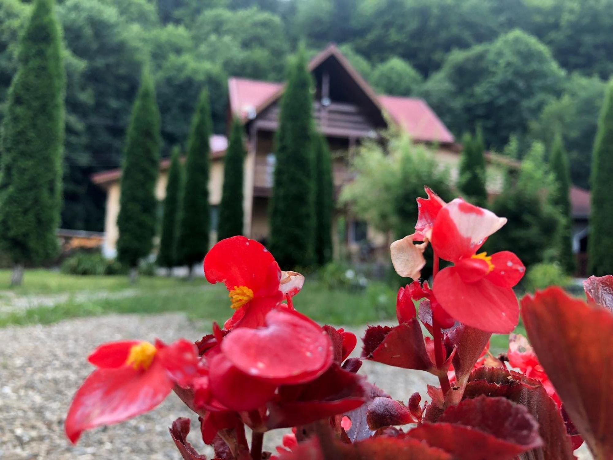 Hotel Pensiunea La Padure Cheia, Prahova Măneciu Exterior foto